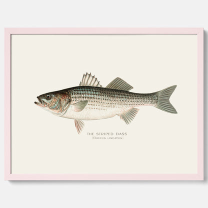 Kökstavla med Strimmig Havsabborre poster – Plansch med fisk, tavla till kök, köksposter, poster till kök, fiskposter
