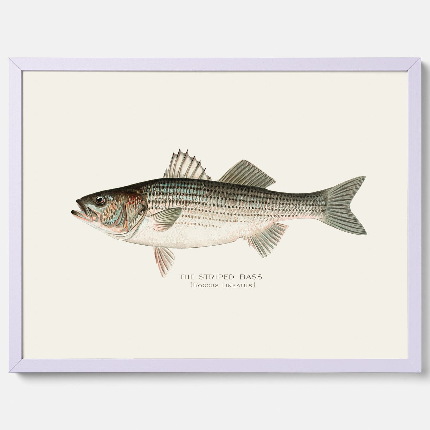 Kökstavla med Strimmig Havsabborre poster – Plansch med fisk, tavla till kök, köksposter, poster till kök, fiskposter