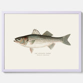 Kökstavla med Strimmig Havsabborre poster – Plansch med fisk, tavla till kök, köksposter, poster till kök, fiskposter