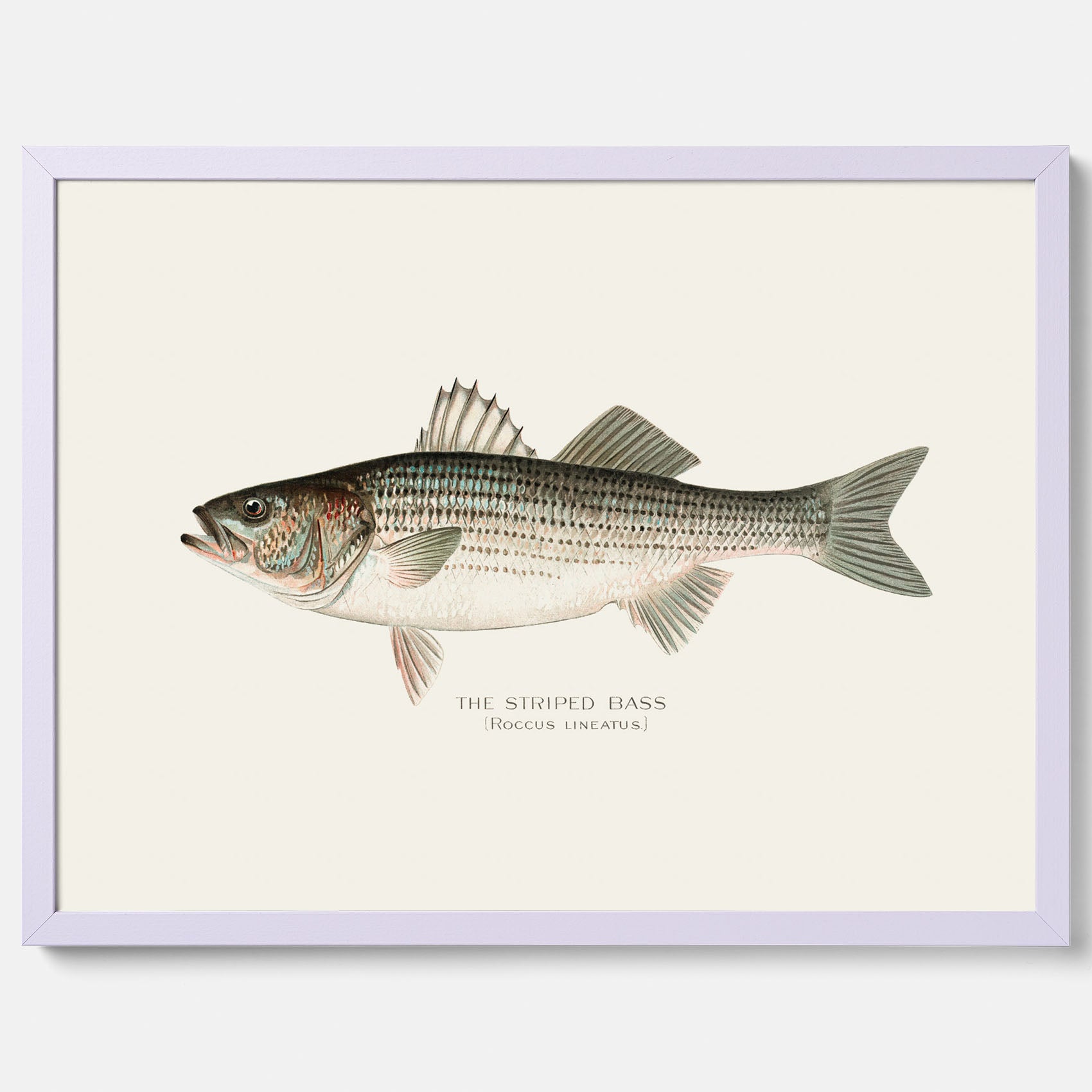 Kökstavla med Strimmig Havsabborre poster – Plansch med fisk, tavla till kök, köksposter, poster till kök, fiskposter