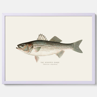Kökstavla med Strimmig Havsabborre poster – Plansch med fisk, tavla till kök, köksposter, poster till kök, fiskposter