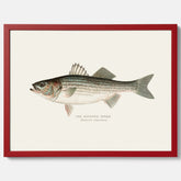 Kökstavla med Strimmig Havsabborre poster – Plansch med fisk, tavla till kök, köksposter, poster till kök, fiskposter