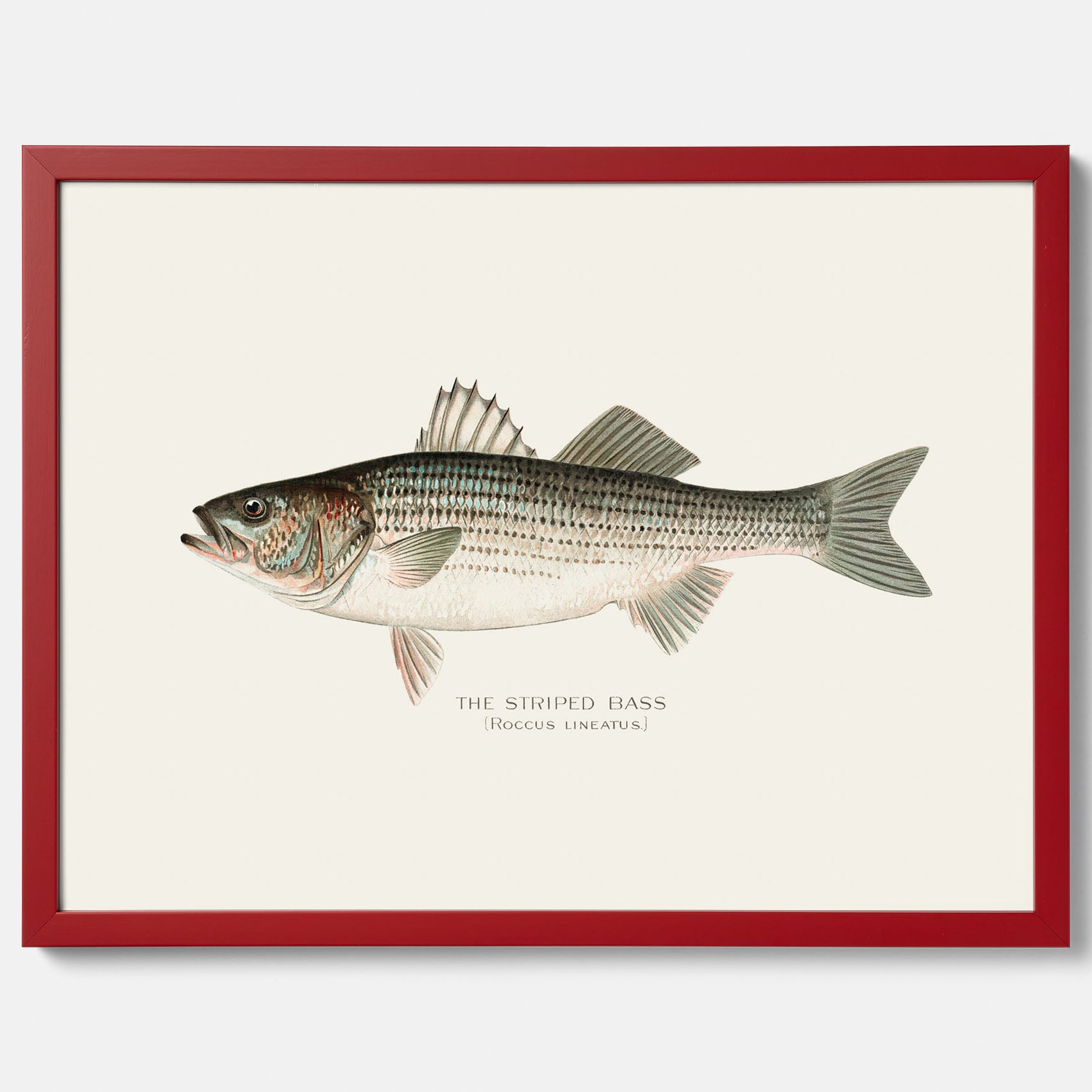 Kökstavla med Strimmig Havsabborre poster – Plansch med fisk, tavla till kök, köksposter, poster till kök, fiskposter