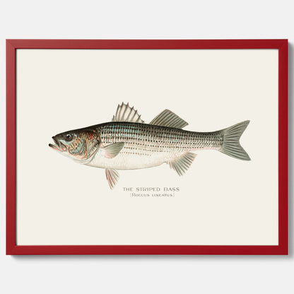 Kökstavla med Strimmig Havsabborre poster – Plansch med fisk, tavla till kök, köksposter, poster till kök, fiskposter