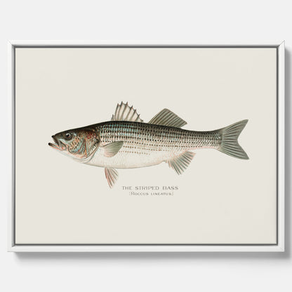 Canvastavla till kök med Strimmig Havsabborre poster – Plansch med fisk, tavla till kök, köksposter, poster till kök, fiskposter