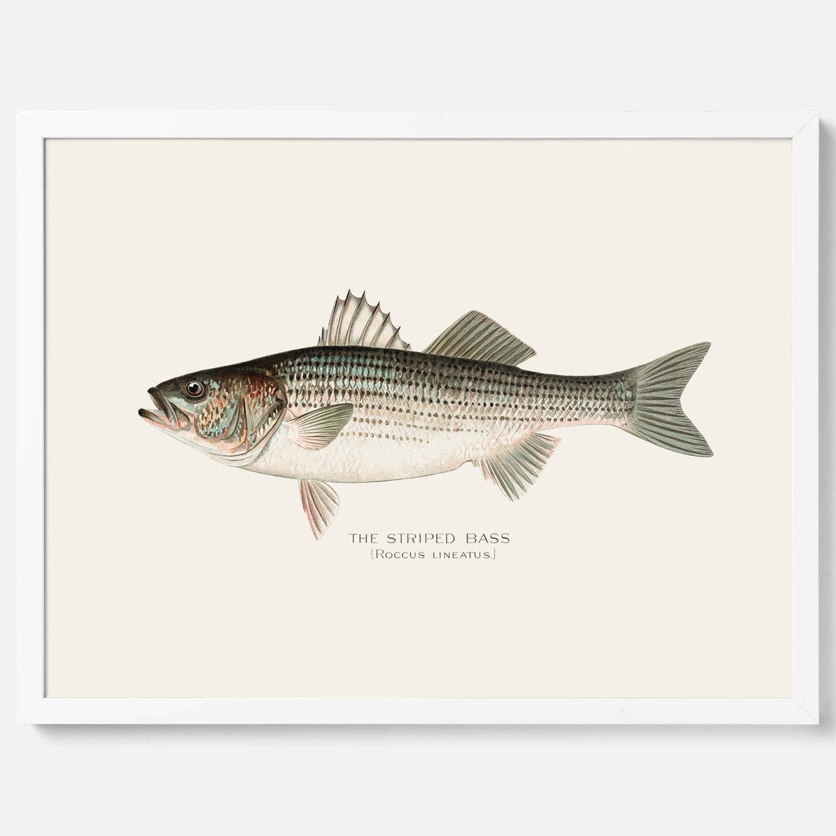 Kökstavla med Strimmig Havsabborre poster – Plansch med fisk, tavla till kök, köksposter, poster till kök, fiskposter