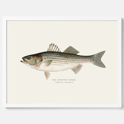 Kökstavla med Strimmig Havsabborre poster – Plansch med fisk, tavla till kök, köksposter, poster till kök, fiskposter