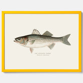 Kökstavla med Strimmig Havsabborre poster – Plansch med fisk, tavla till kök, köksposter, poster till kök, fiskposter