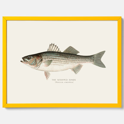 Kökstavla med Strimmig Havsabborre poster – Plansch med fisk, tavla till kök, köksposter, poster till kök, fiskposter
