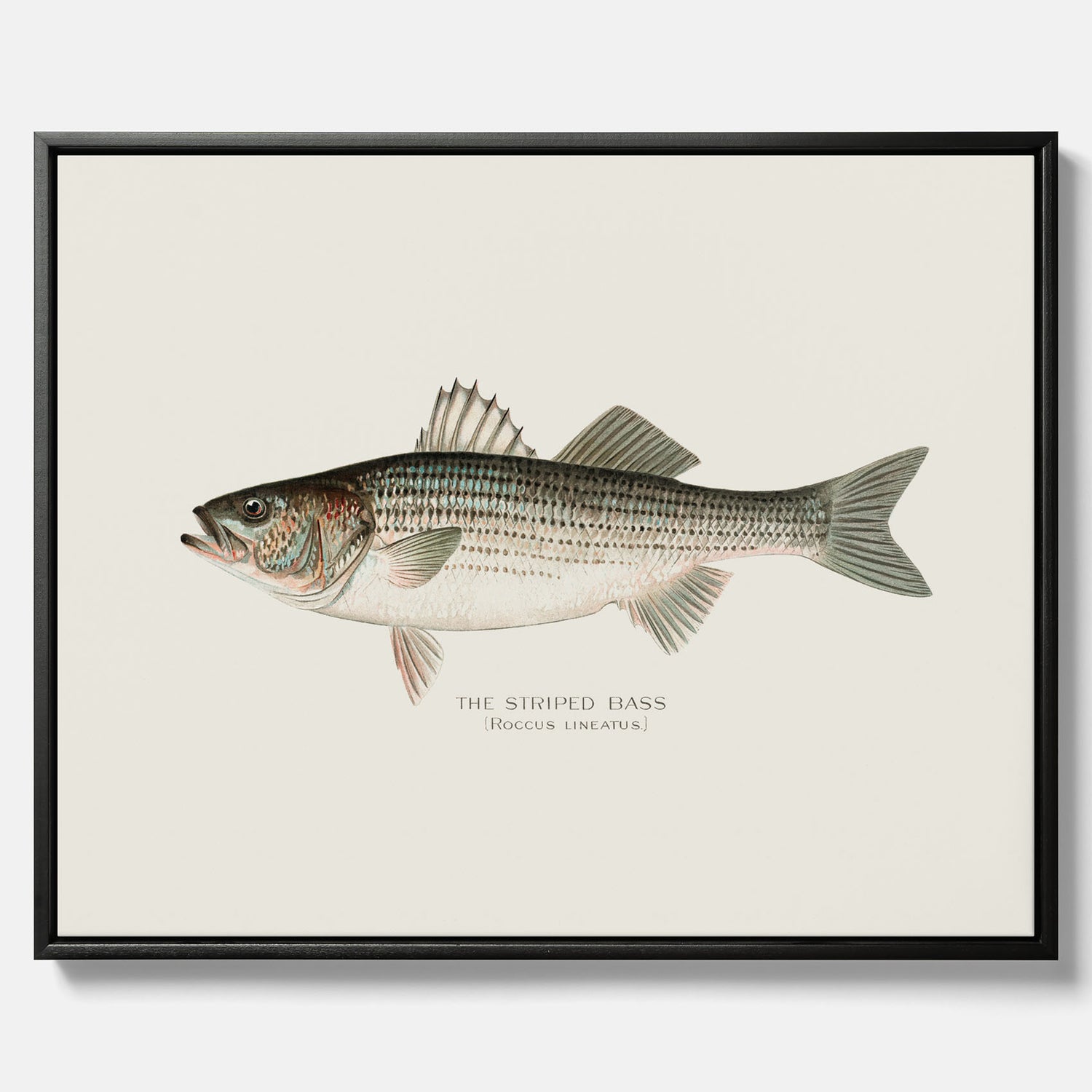 Canvastavla till kök med Strimmig Havsabborre poster – Plansch med fisk, tavla till kök, köksposter, poster till kök, fiskposter