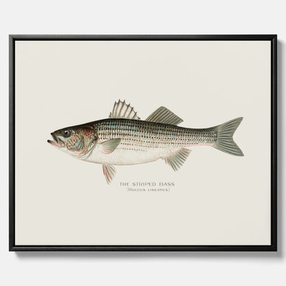 Canvastavla till kök med Strimmig Havsabborre poster – Plansch med fisk, tavla till kök, köksposter, poster till kök, fiskposter