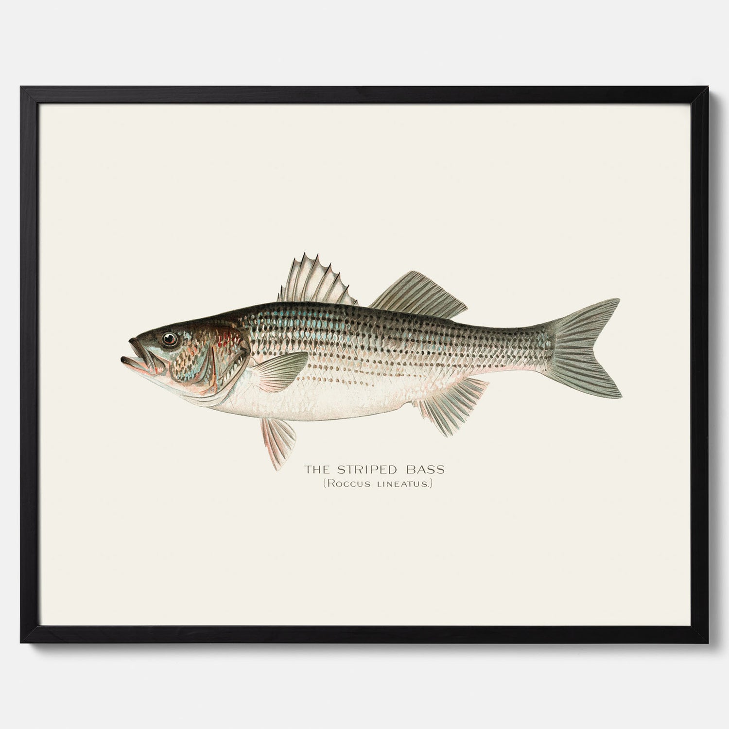 Kökstavla med Strimmig Havsabborre poster – Plansch med fisk, tavla till kök, köksposter, poster till kök, fiskposter