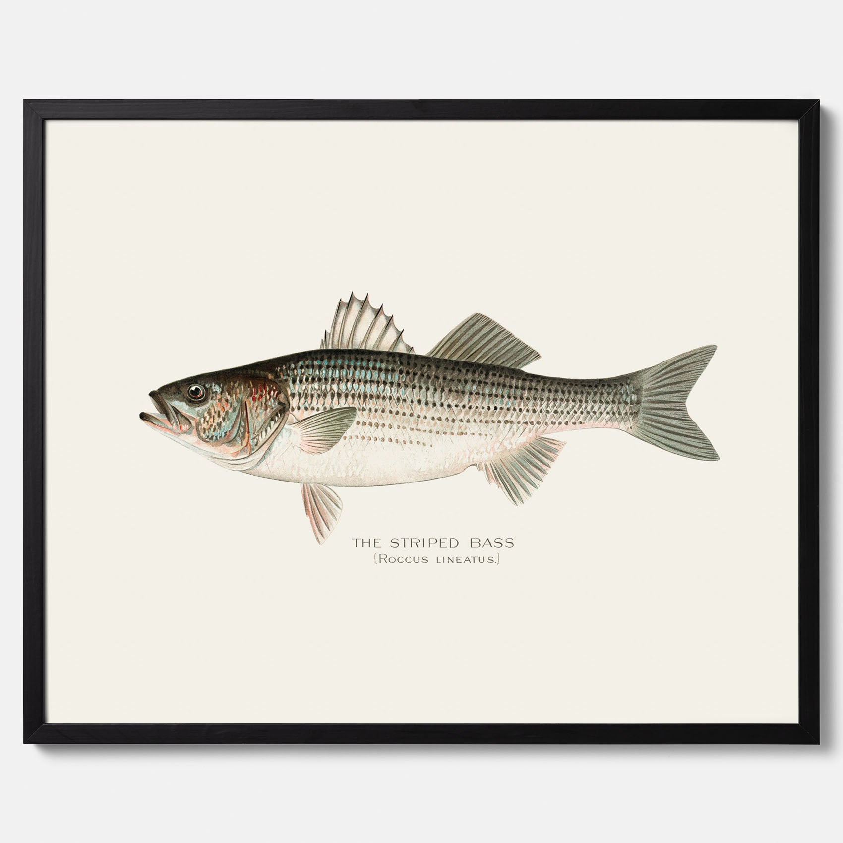 Kökstavla med Strimmig Havsabborre poster – Plansch med fisk, tavla till kök, köksposter, poster till kök, fiskposter