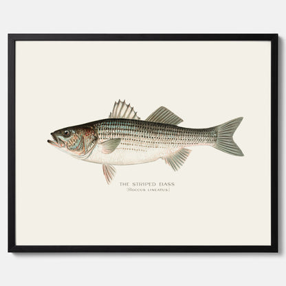 Kökstavla med Strimmig Havsabborre poster – Plansch med fisk, tavla till kök, köksposter, poster till kök, fiskposter