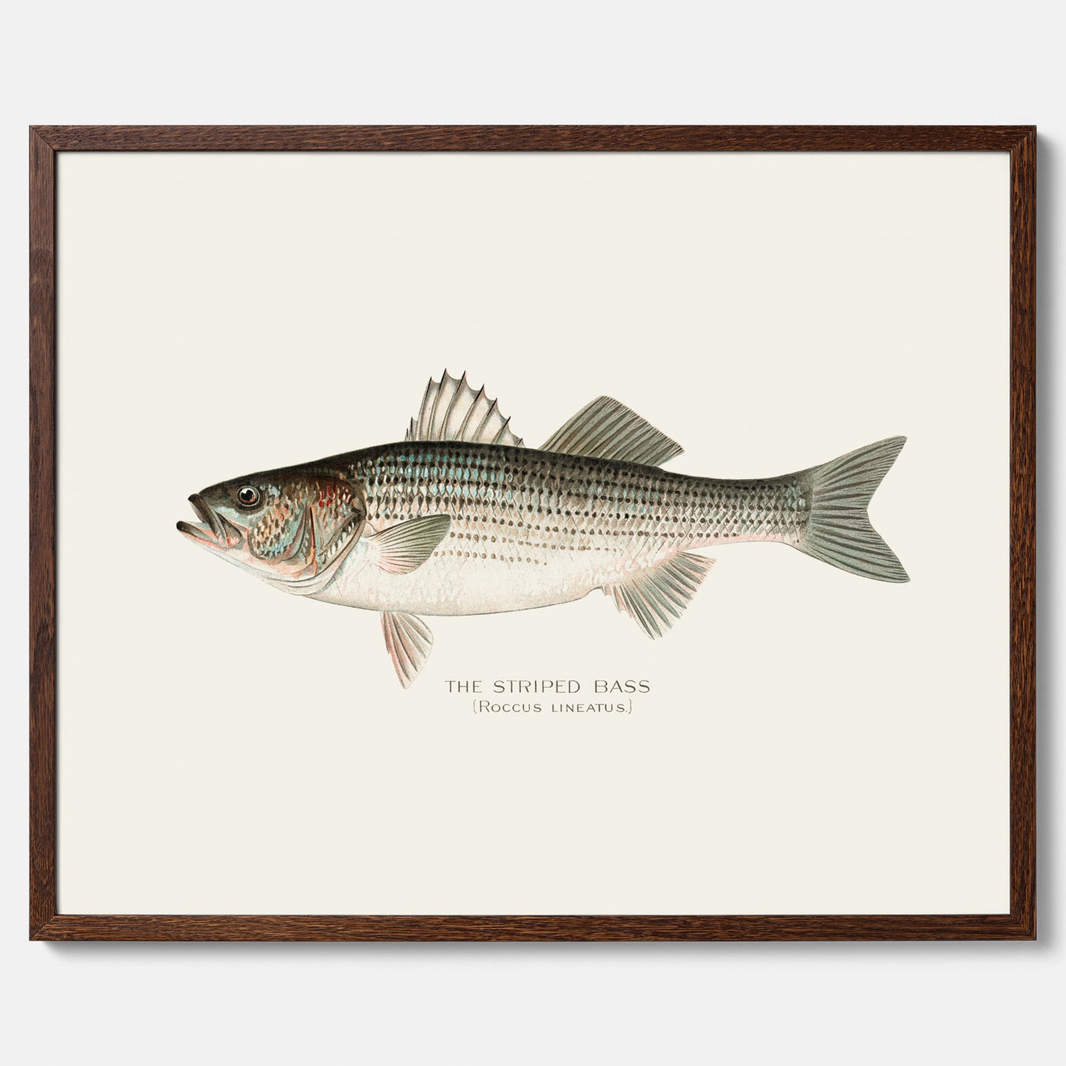 Kökstavla med Strimmig Havsabborre poster – Plansch med fisk, tavla till kök, köksposter, poster till kök, fiskposter