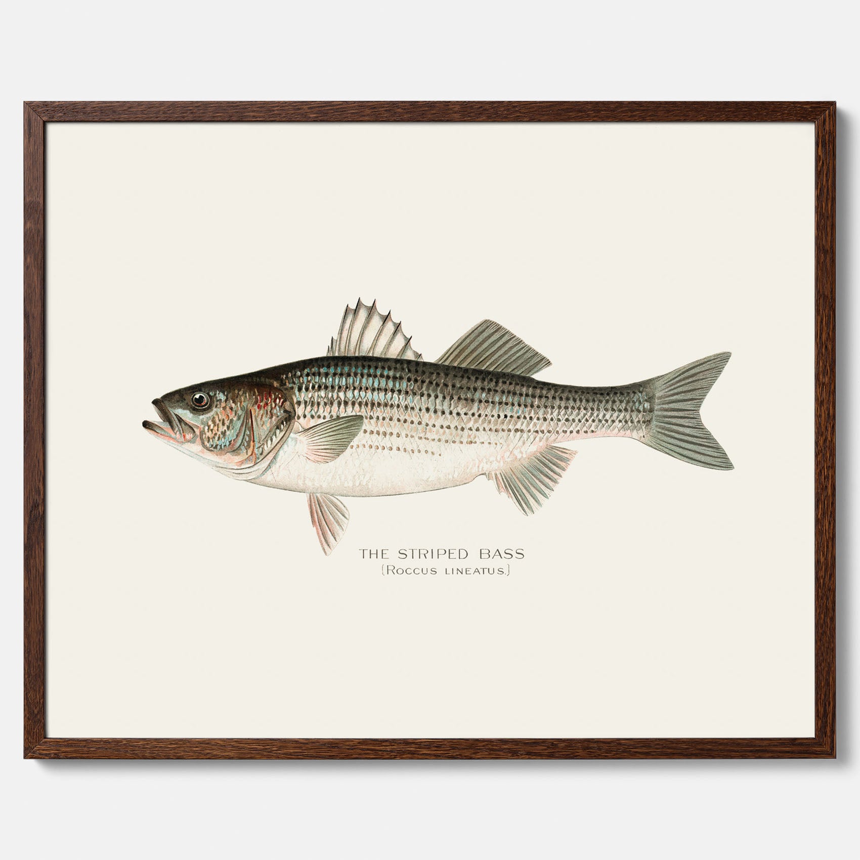 Kökstavla med Strimmig Havsabborre poster – Plansch med fisk, tavla till kök, köksposter, poster till kök, fiskposter