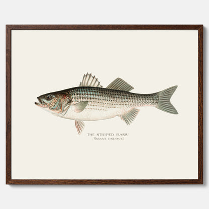Kökstavla med Strimmig Havsabborre poster – Plansch med fisk, tavla till kök, köksposter, poster till kök, fiskposter