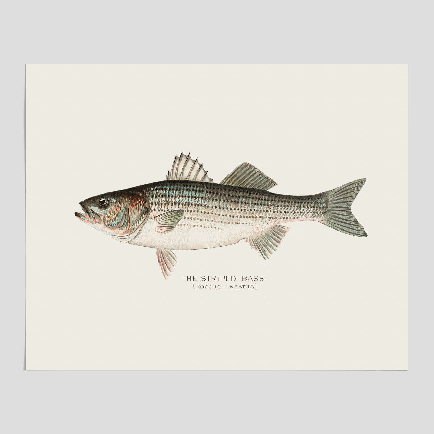 Kökstavla med Strimmig Havsabborre poster – Plansch med fisk, tavla till kök, köksposter, poster till kök, fiskposter