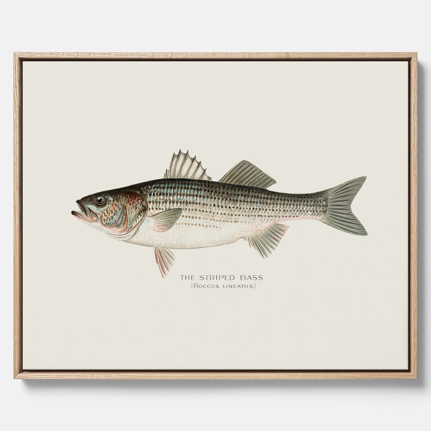 Canvastavla till kök med Strimmig Havsabborre poster – Plansch med fisk, tavla till kök, köksposter, poster till kök, fiskposter