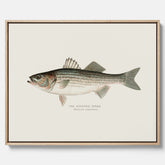 Canvastavla till kök med Strimmig Havsabborre poster – Plansch med fisk, tavla till kök, köksposter, poster till kök, fiskposter