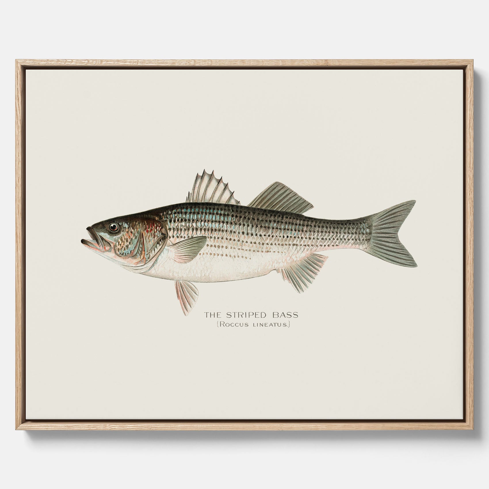 Canvastavla till kök med Strimmig Havsabborre poster – Plansch med fisk, tavla till kök, köksposter, poster till kök, fiskposter