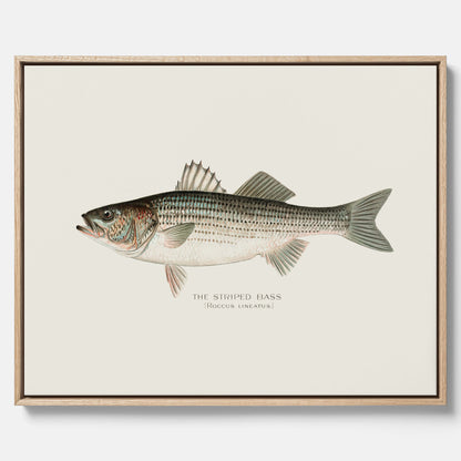 Canvastavla till kök med Strimmig Havsabborre poster – Plansch med fisk, tavla till kök, köksposter, poster till kök, fiskposter
