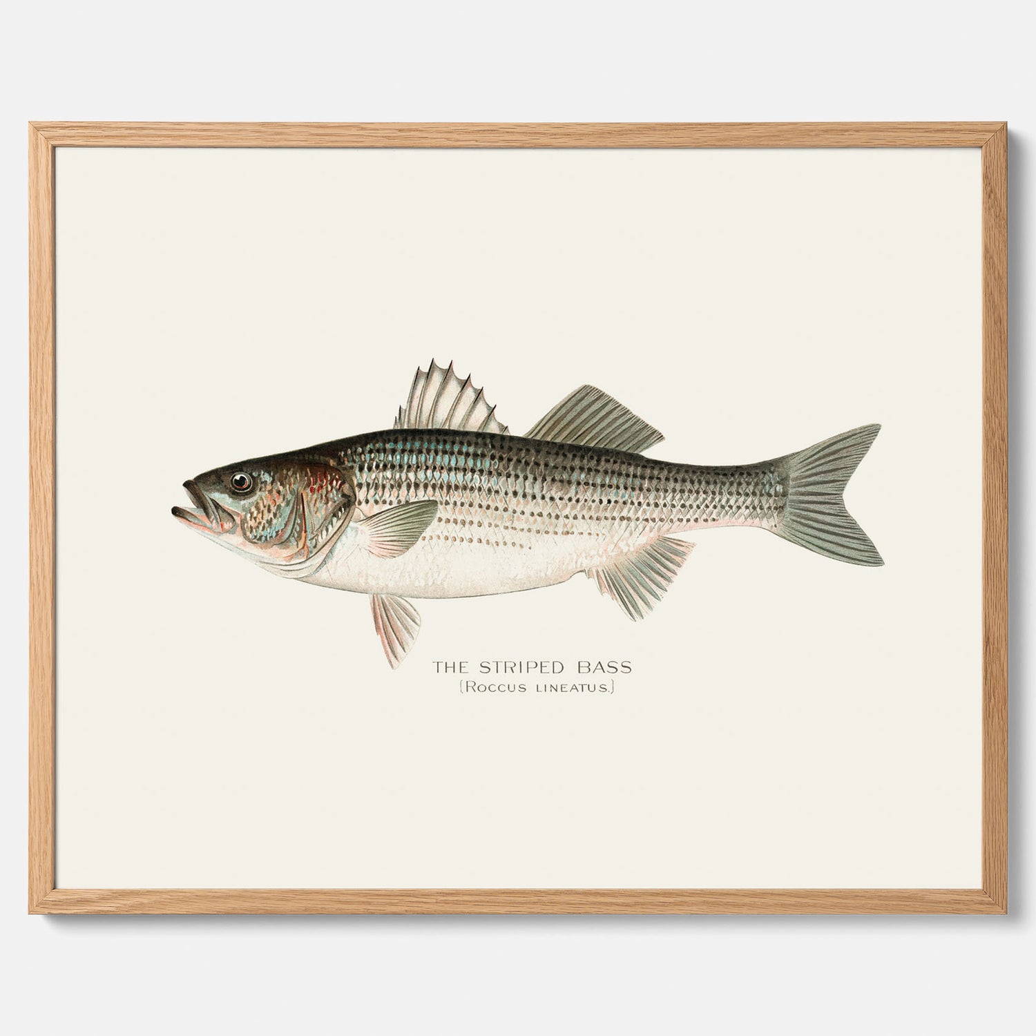 Kökstavla med Strimmig Havsabborre poster – Plansch med fisk, tavla till kök, köksposter, poster till kök, fiskposter