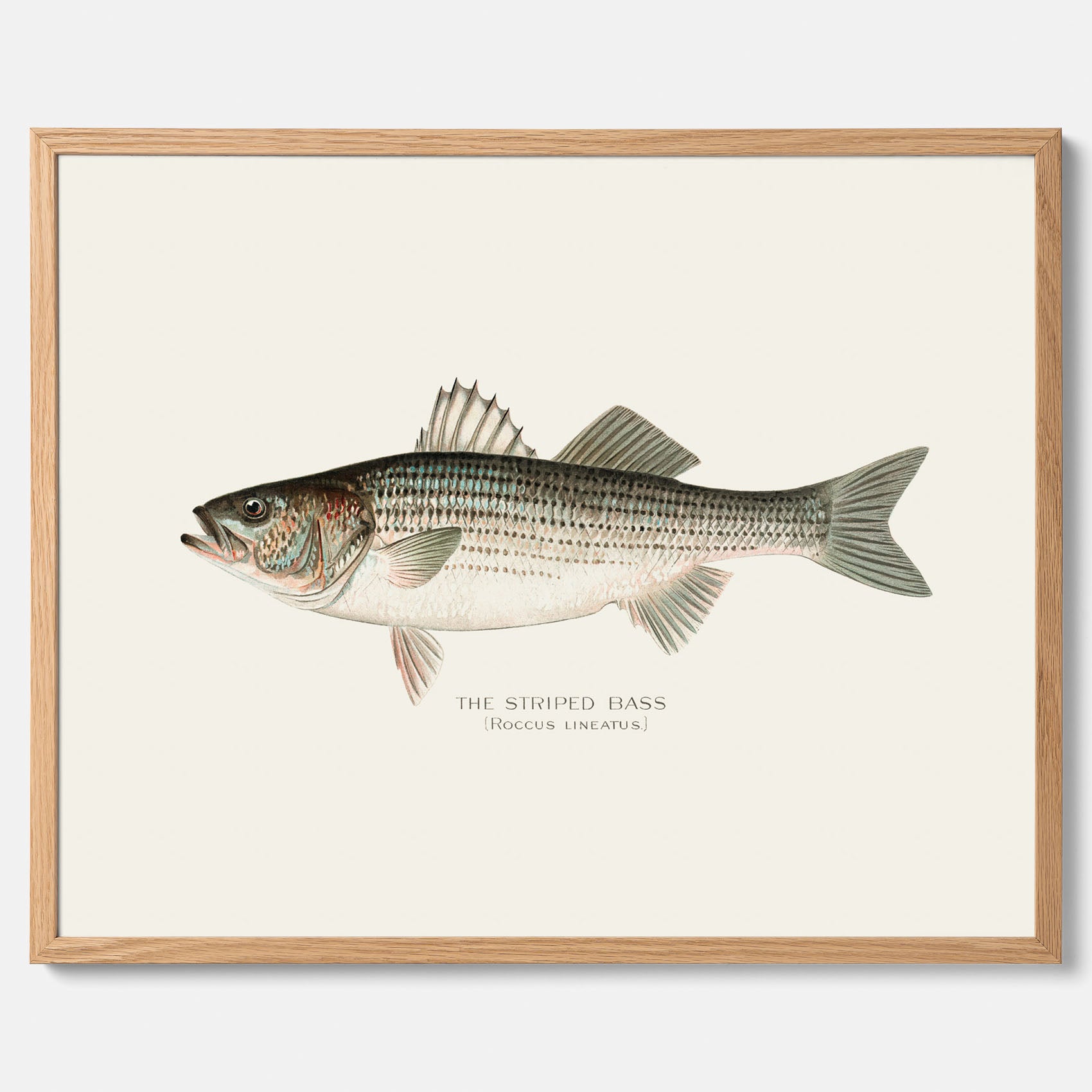 Kökstavla med Strimmig Havsabborre poster – Plansch med fisk, tavla till kök, köksposter, poster till kök, fiskposter
