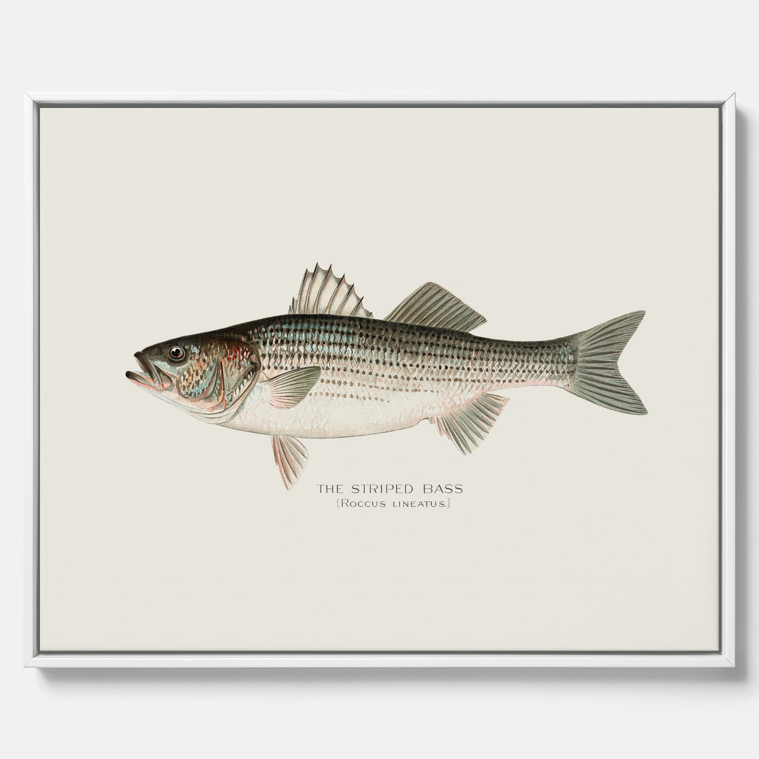 Canvastavla till kök med Strimmig Havsabborre poster – Plansch med fisk, tavla till kök, köksposter, poster till kök, fiskposter