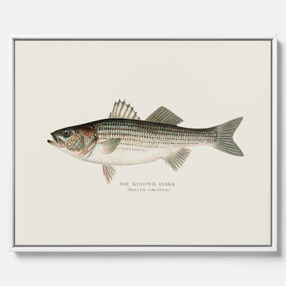 Canvastavla till kök med Strimmig Havsabborre poster – Plansch med fisk, tavla till kök, köksposter, poster till kök, fiskposter