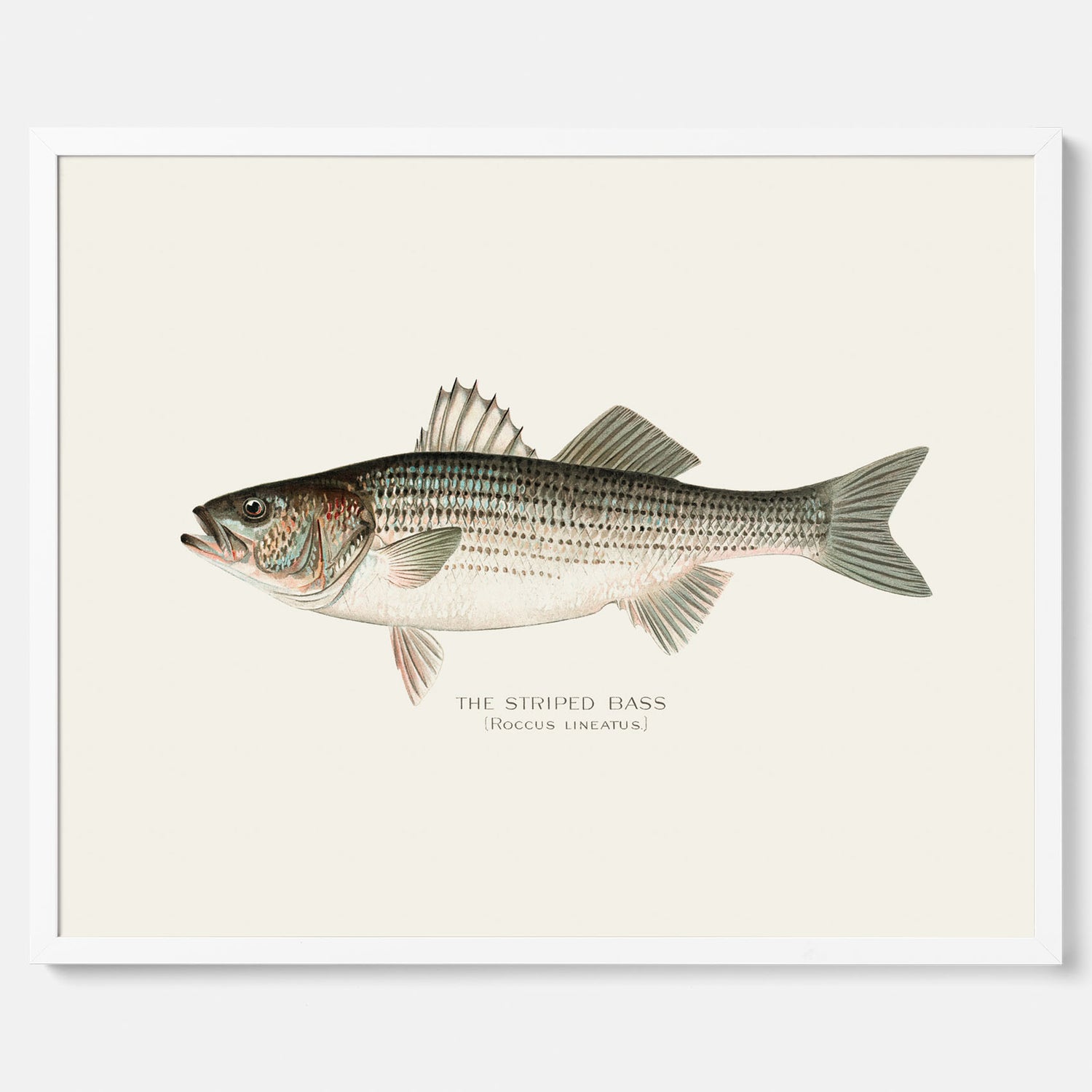 Kökstavla med Strimmig Havsabborre poster – Plansch med fisk, tavla till kök, köksposter, poster till kök, fiskposter