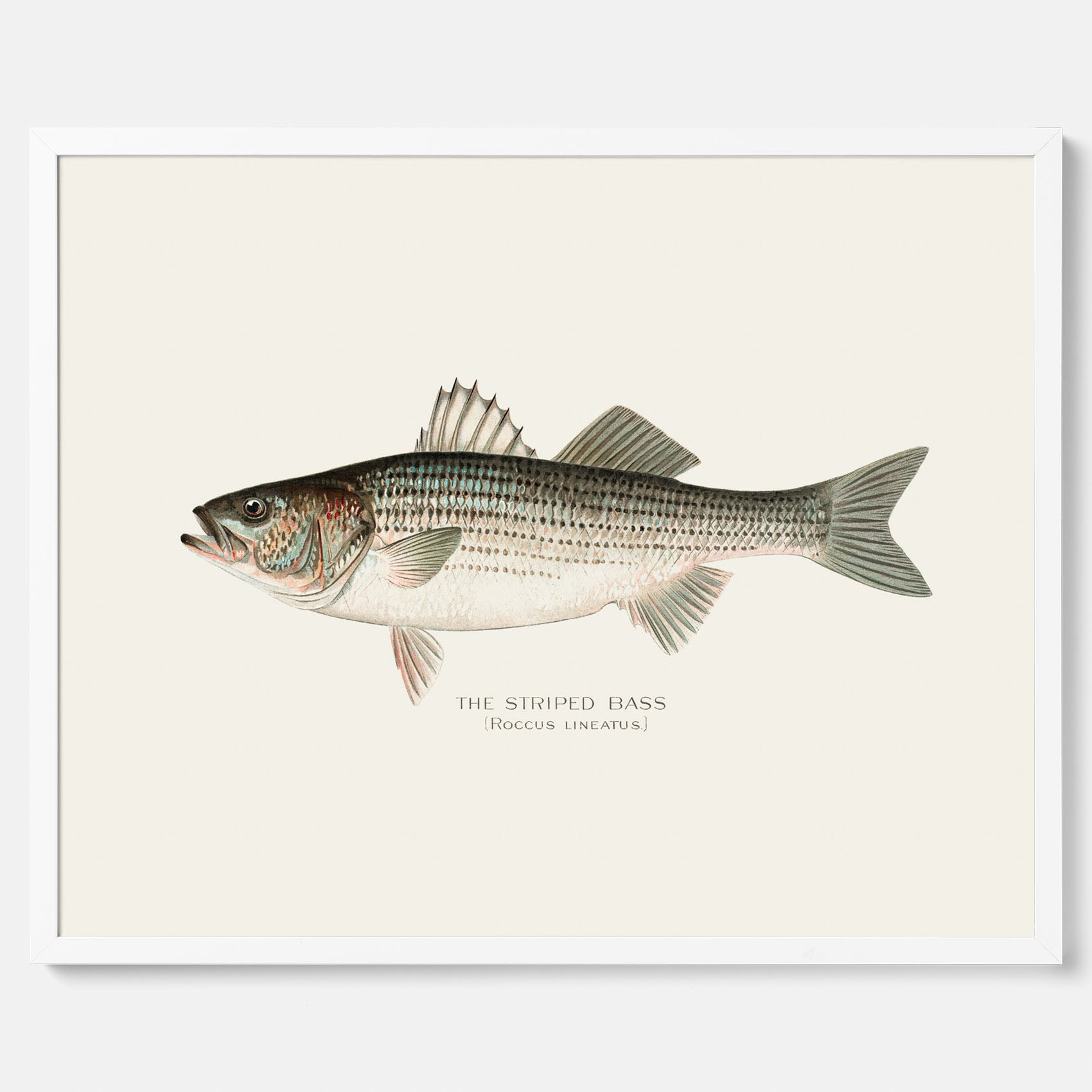 Kökstavla med Strimmig Havsabborre poster – Plansch med fisk, tavla till kök, köksposter, poster till kök, fiskposter