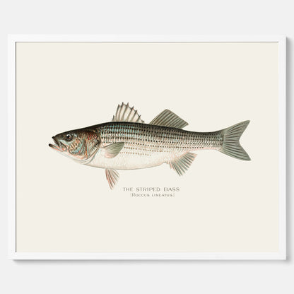 Kökstavla med Strimmig Havsabborre poster – Plansch med fisk, tavla till kök, köksposter, poster till kök, fiskposter