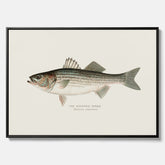Canvastavla till kök med Strimmig Havsabborre poster – Plansch med fisk, tavla till kök, köksposter, poster till kök, fiskposter