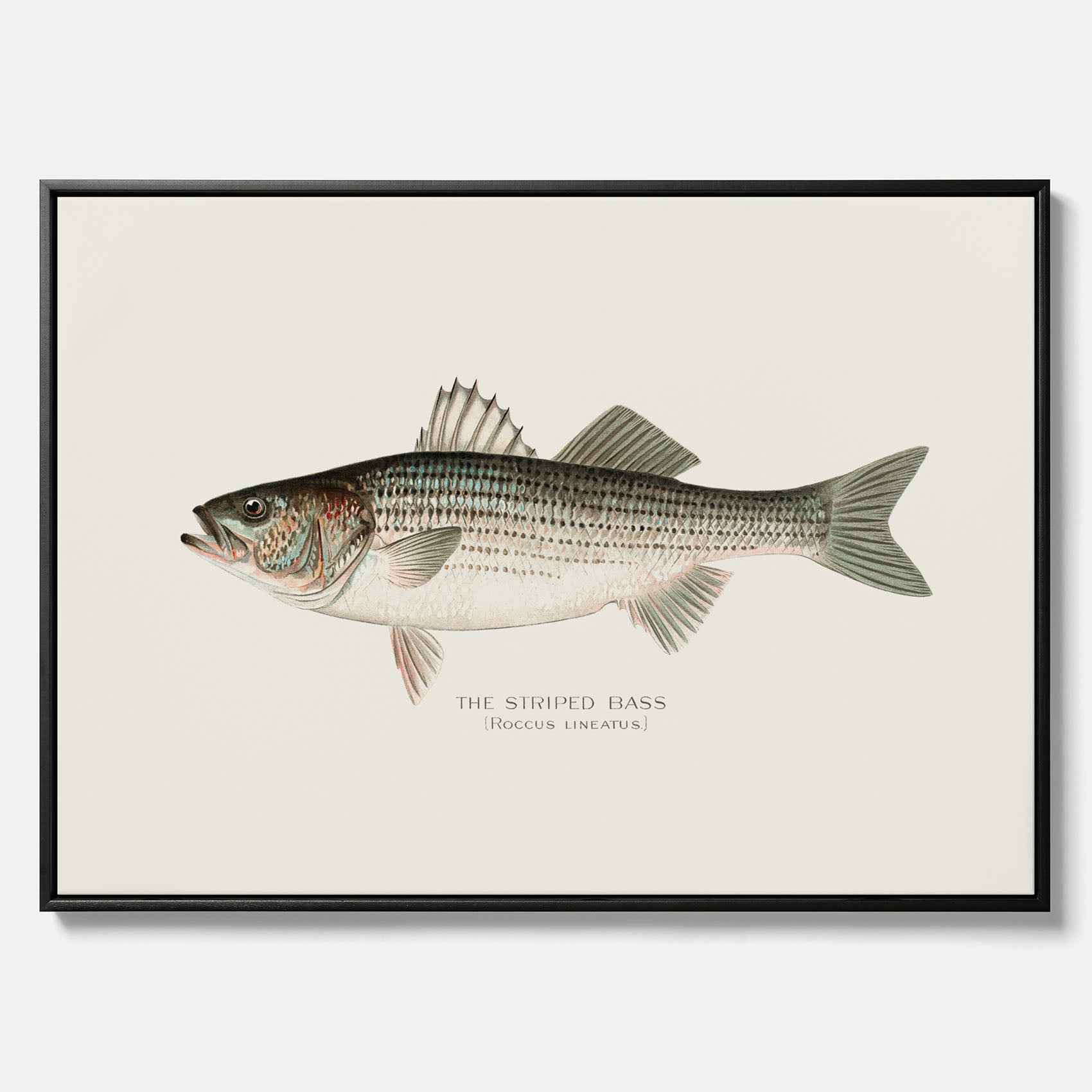 Canvastavla till kök med Strimmig Havsabborre poster – Plansch med fisk, tavla till kök, köksposter, poster till kök, fiskposter