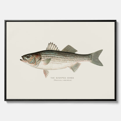 Canvastavla till kök med Strimmig Havsabborre poster – Plansch med fisk, tavla till kök, köksposter, poster till kök, fiskposter