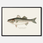 Kökstavla med Strimmig Havsabborre poster – Plansch med fisk, tavla till kök, köksposter, poster till kök, fiskposter
