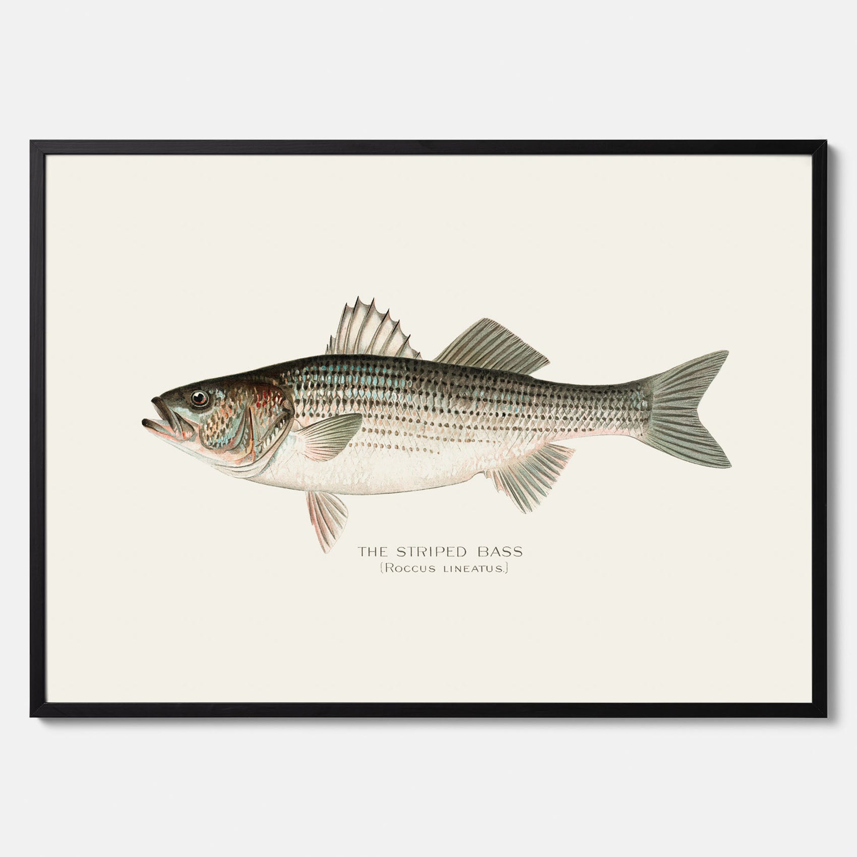 Kökstavla med Strimmig Havsabborre poster – Plansch med fisk, tavla till kök, köksposter, poster till kök, fiskposter