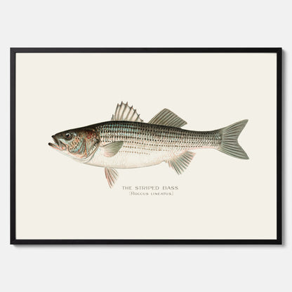 Kökstavla med Strimmig Havsabborre poster – Plansch med fisk, tavla till kök, köksposter, poster till kök, fiskposter