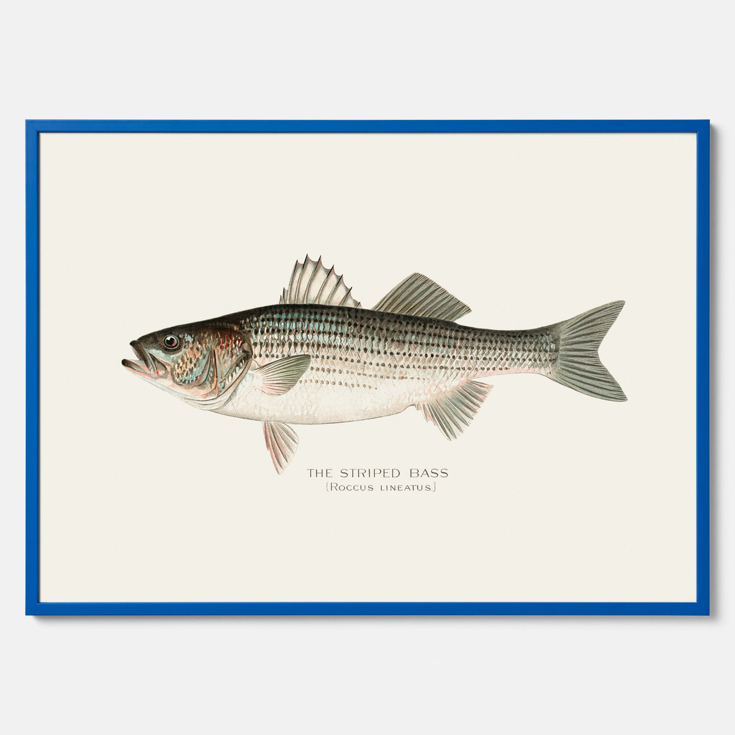 Kökstavla med Strimmig Havsabborre poster – Plansch med fisk, tavla till kök, köksposter, poster till kök, fiskposter