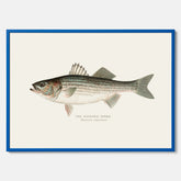 Kökstavla med Strimmig Havsabborre poster – Plansch med fisk, tavla till kök, köksposter, poster till kök, fiskposter