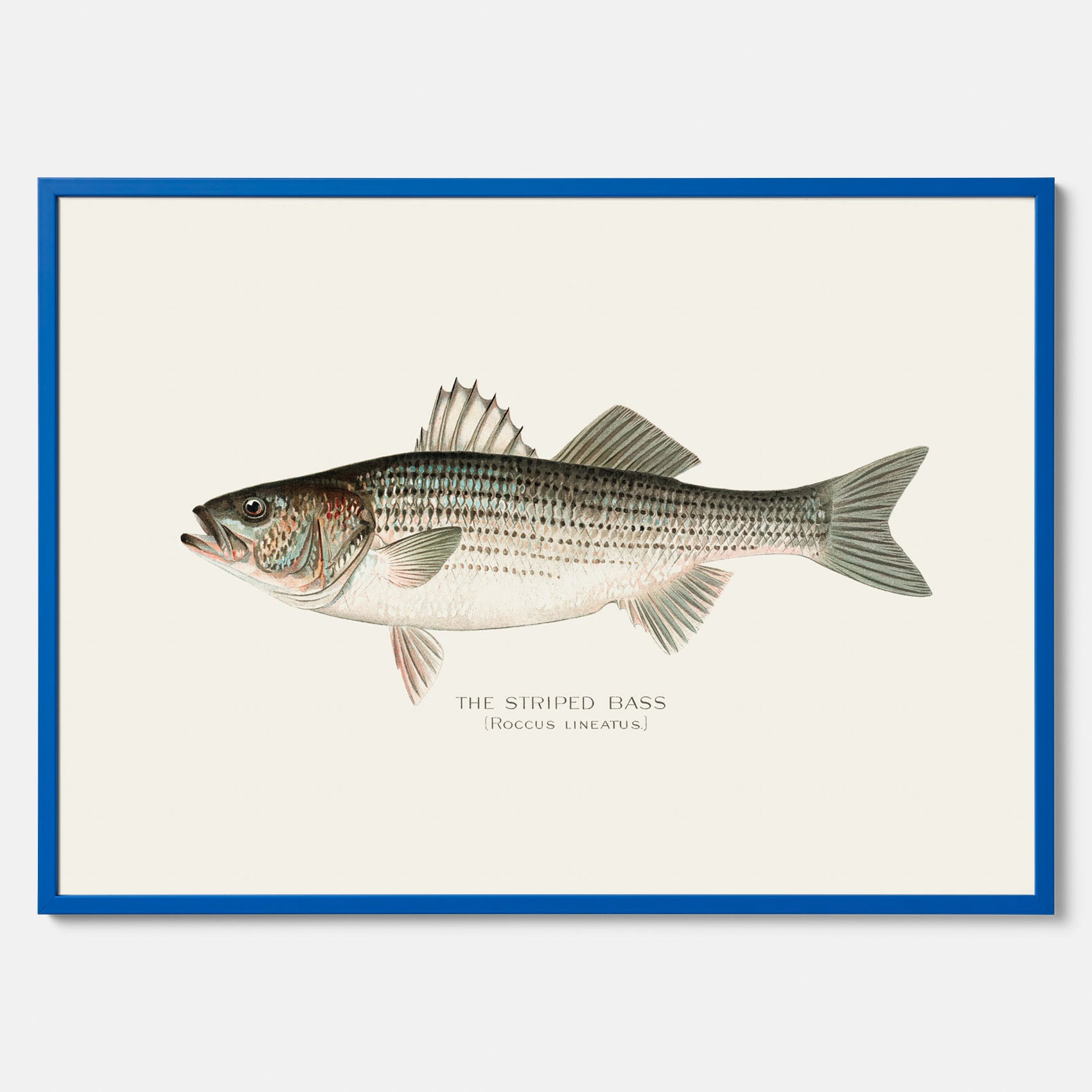 Kökstavla med Strimmig Havsabborre poster – Plansch med fisk, tavla till kök, köksposter, poster till kök, fiskposter
