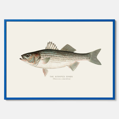 Kökstavla med Strimmig Havsabborre poster – Plansch med fisk, tavla till kök, köksposter, poster till kök, fiskposter