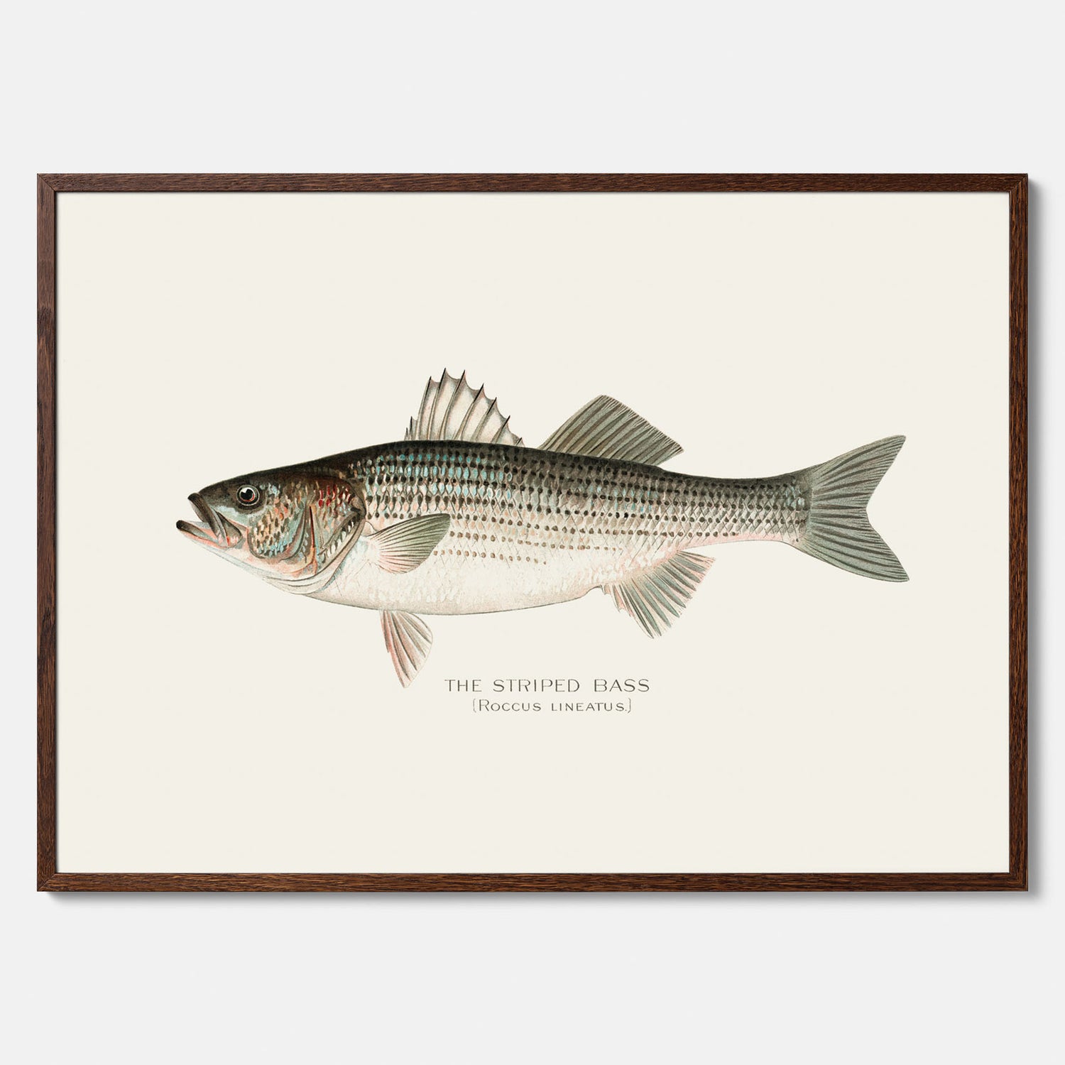 Kökstavla med Strimmig Havsabborre poster – Plansch med fisk, tavla till kök, köksposter, poster till kök, fiskposter