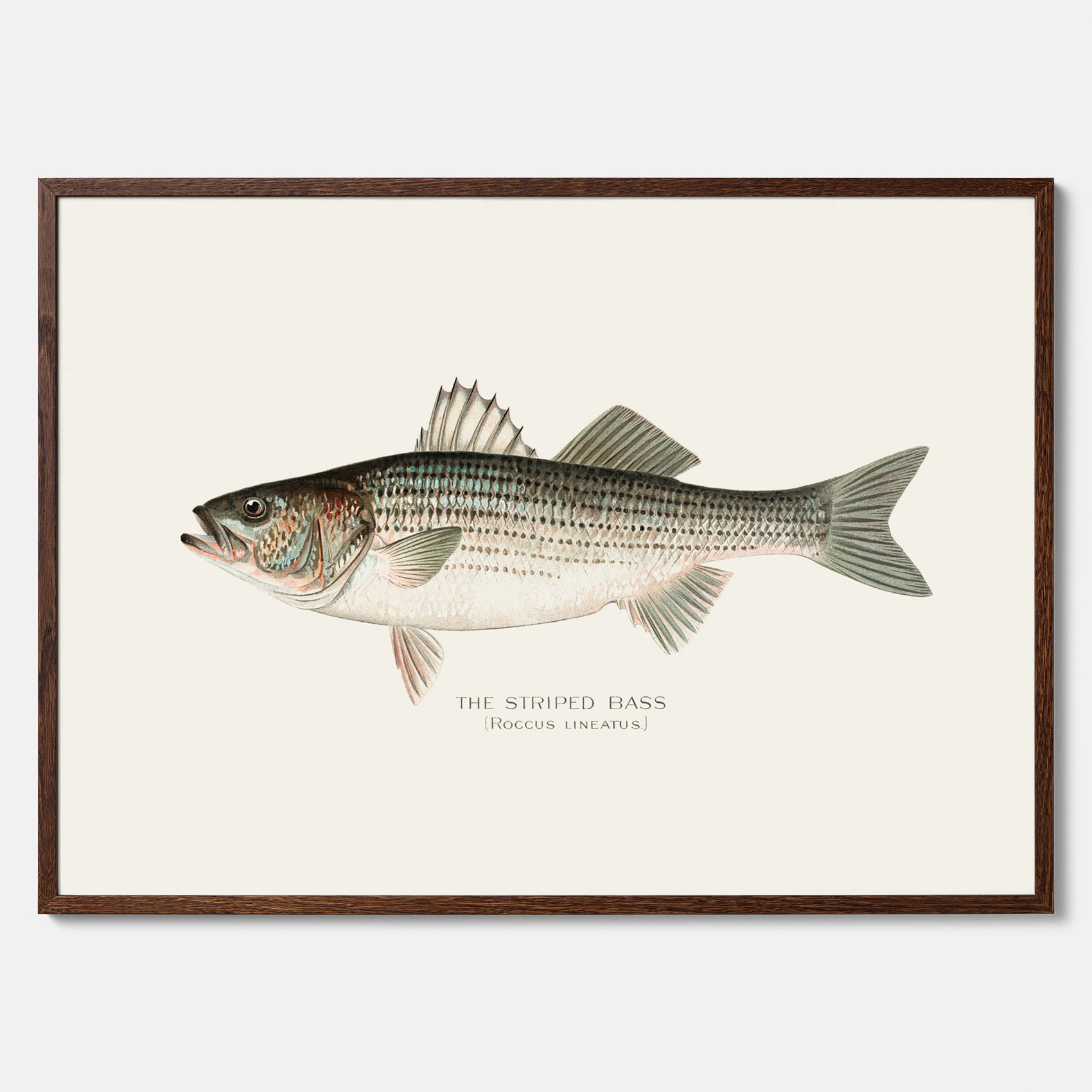 Kökstavla med Strimmig Havsabborre poster – Plansch med fisk, tavla till kök, köksposter, poster till kök, fiskposter