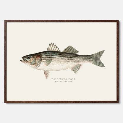 Kökstavla med Strimmig Havsabborre poster – Plansch med fisk, tavla till kök, köksposter, poster till kök, fiskposter