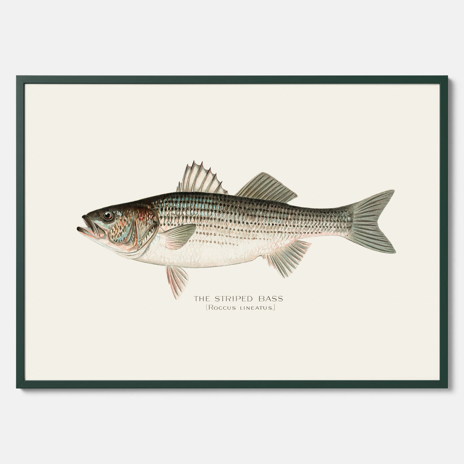 Kökstavla med Strimmig Havsabborre poster – Plansch med fisk, tavla till kök, köksposter, poster till kök, fiskposter
