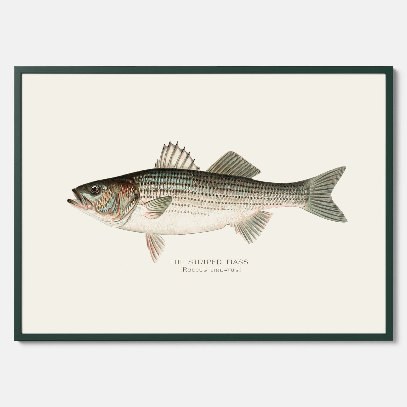 Kökstavla med Strimmig Havsabborre poster – Plansch med fisk, tavla till kök, köksposter, poster till kök, fiskposter