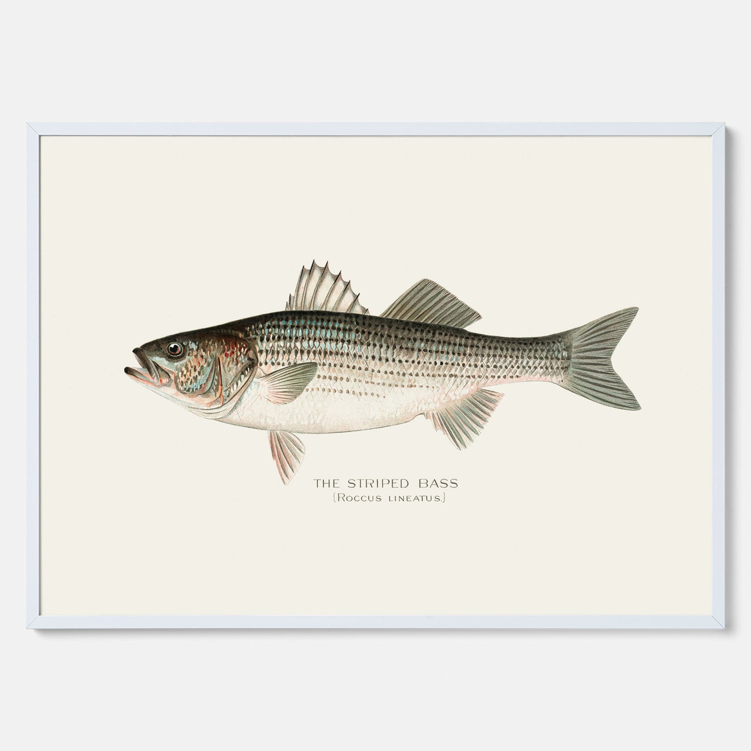 Kökstavla med Strimmig Havsabborre poster – Plansch med fisk, tavla till kök, köksposter, poster till kök, fiskposter