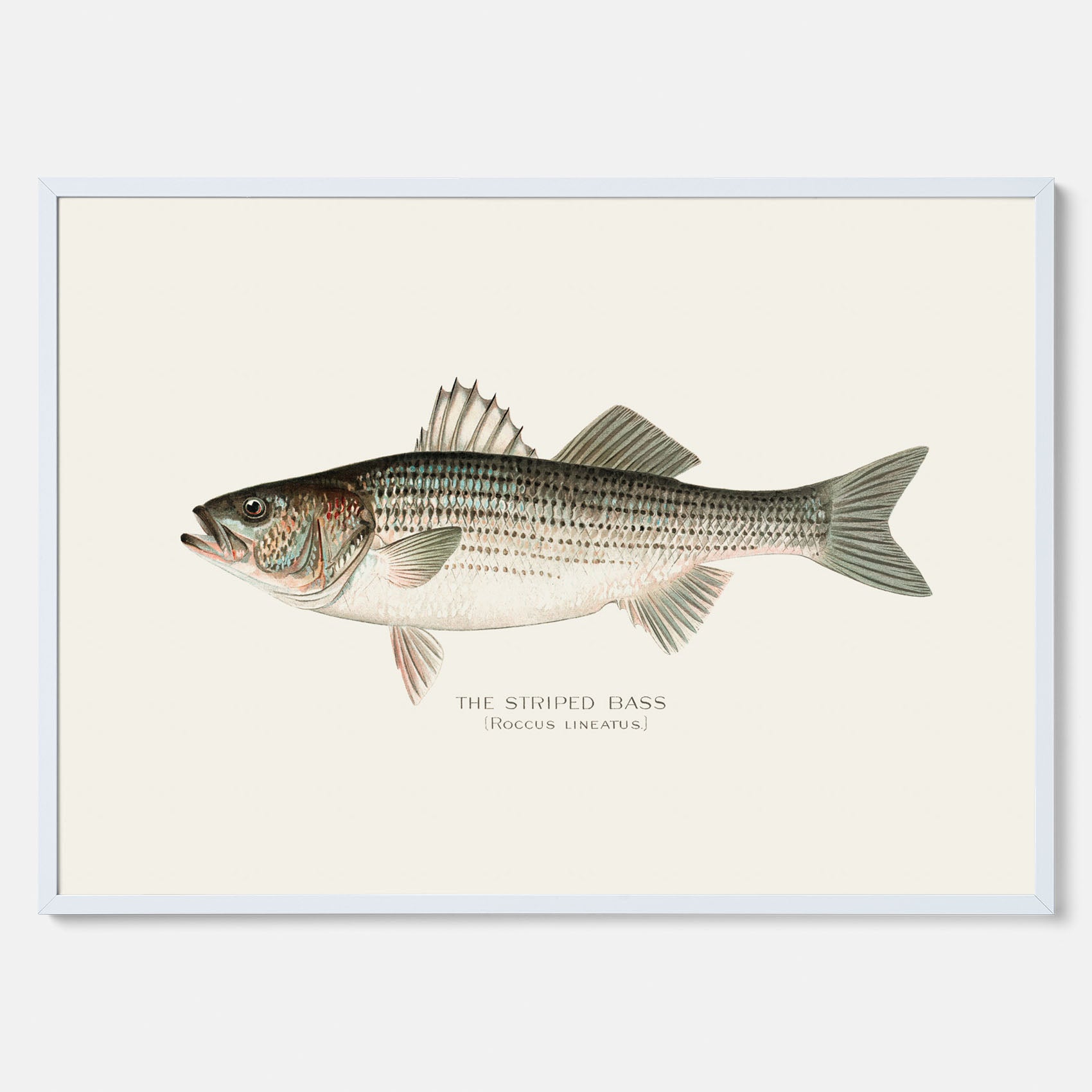 Kökstavla med Strimmig Havsabborre poster – Plansch med fisk, tavla till kök, köksposter, poster till kök, fiskposter